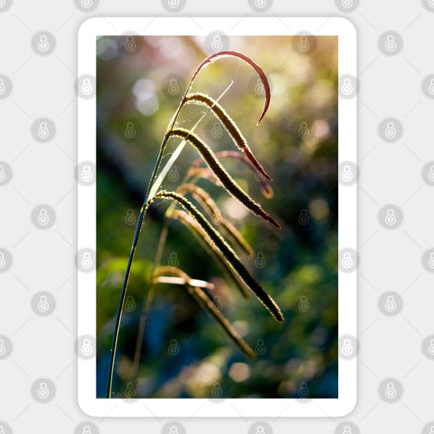 Pendulous Sedge Carex Pendula Sticker by heidiannemorris